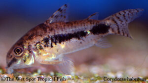 Corydoras habrosus