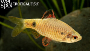 Pethia stoliczkana - Stoliczkana/Pearlscale Barb Fish