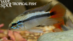 Apistogramma erythrura - Rio Mamore Fish