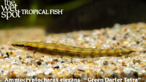 Ammocryptocharax elegans - Green Darter Tetra Fish