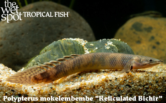 Mokele-mbembe Bichir / Polypterus Mokolembembe