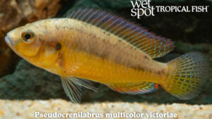 Pseudocrenilabrus multicolor victoriae