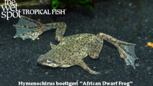 Hymenochirus boettgeri - African Dwarf Frog