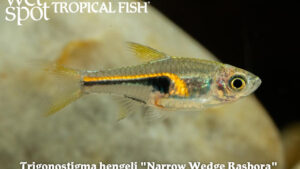 Trigonostigma hengeli - Narrow Wedge Rasbora