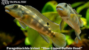 Paragobiocichla irvinei - Blue-Lipped Buffalo Head Fish