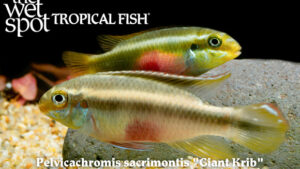 Pelvicachromis sacrimontis - Giant Krib Fish