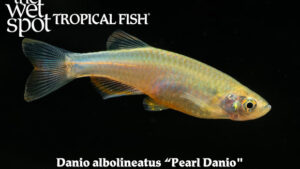 Danio albolineatus - Pearl Danio Fish