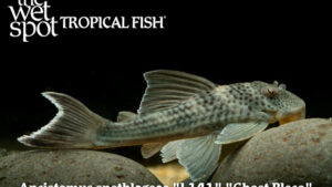 Ancistomus snethlageae - Ghost Pleco Fish