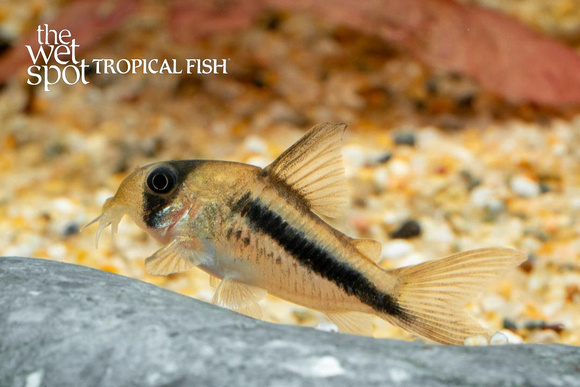 Corydoras axelrodi - Tropical Freshwater Fish For Sale Online - The Wet