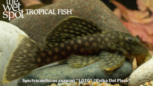 Spectracanthicus zuanoni - Polka Dot Pleco Fish