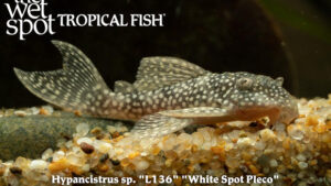 Hypancistrus sp. - White Spot Pleco Fish