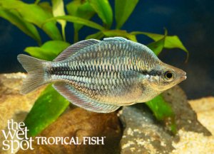 Melanotaenia kamaka - Tropical Freshwater Fish For Sale Online