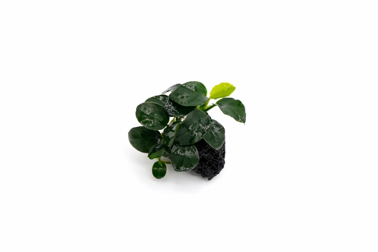 Anubias barteri var. 'nana' 'Petite' Lava Rock Small - Tropical ...