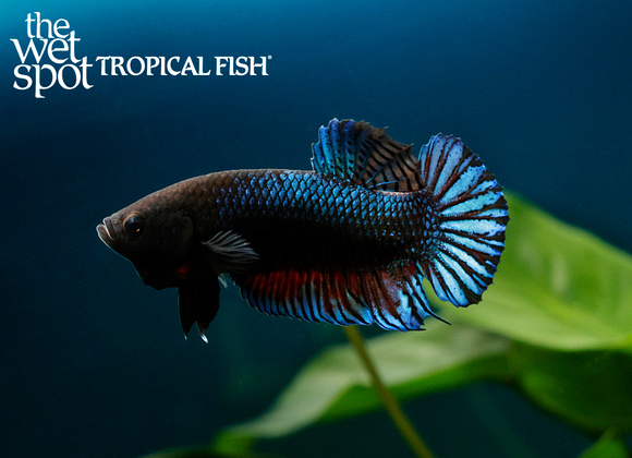 Betta splendens Tropical Freshwater Fish For Sale Online The Spot Tropical Fish