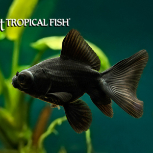 Repashy Spawn & Grow - Tropical Freshwater Fish For Sale Online - The Wet  Spot Tropical Fish