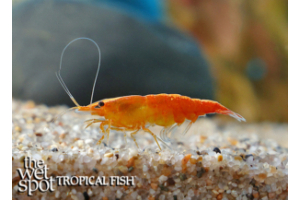 Neocaridina davidi