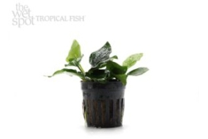 Anubias barteri var. ‘nana’ ‘Thicc Leaf’ Pot 1.5in