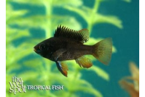 Mikrogeophagus ramirezi