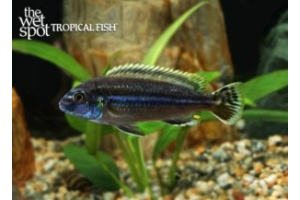 Melanochromis auratus