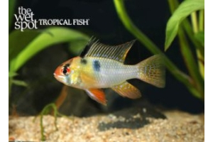 Mikrogeophagus ramirezi