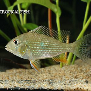 Acarichthys heckelii