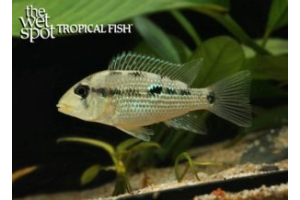 Geophagus sp.